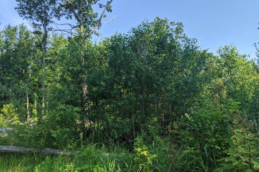 Desirable aspen patch in Stand H5. 