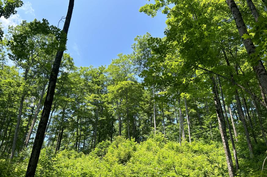 Gap in the forest canopy for recruiting ash and other species 