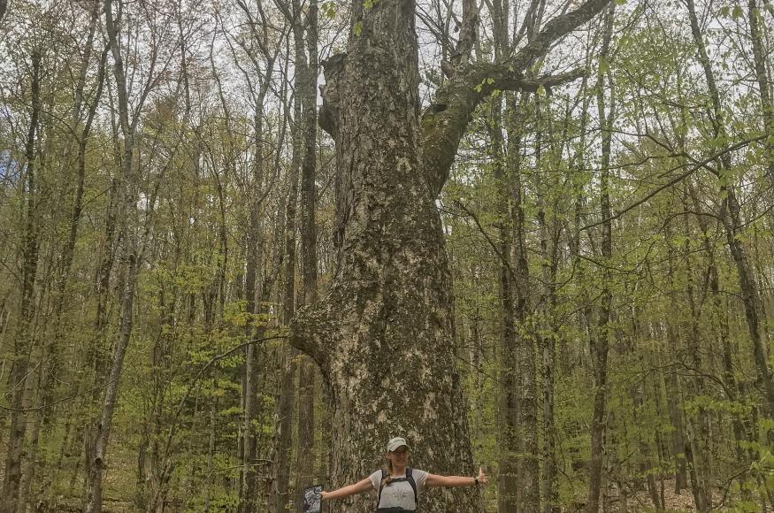 A large legacy tree on the property