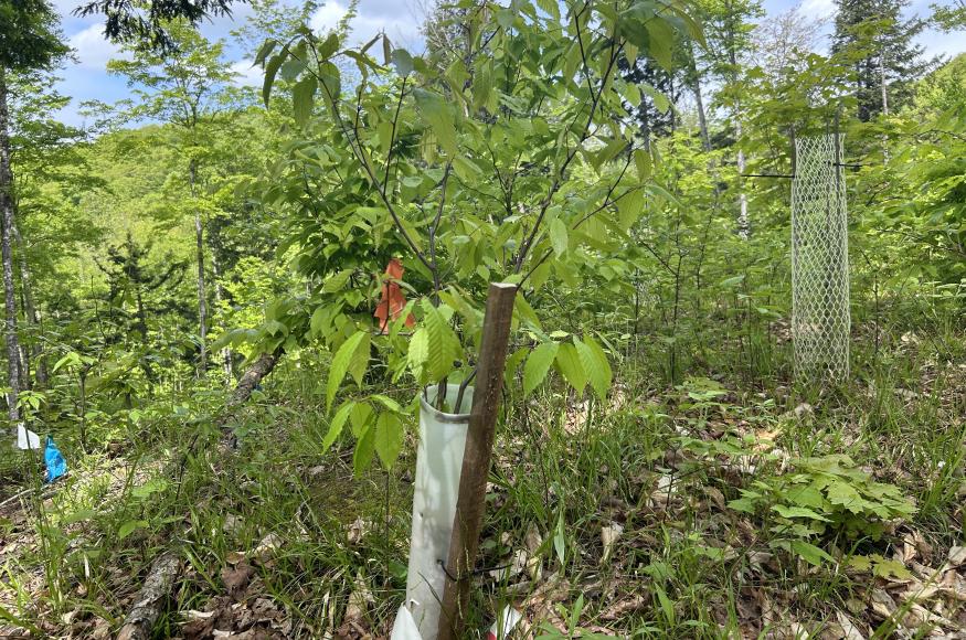 Planted chestnut seedling