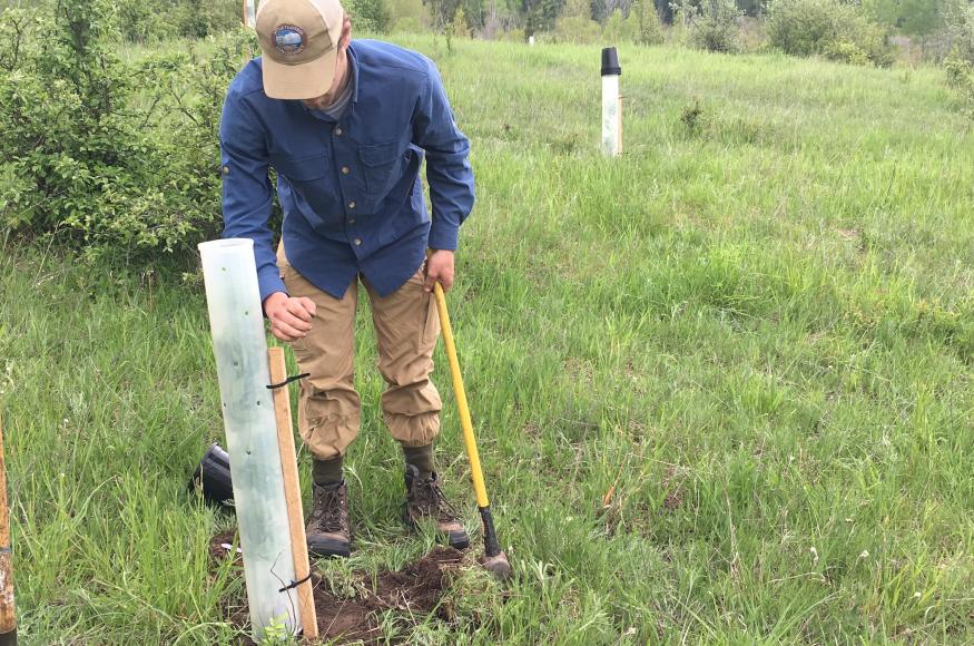 Tree planting began in 2019 with shrubs and several mast-bearing tree species.