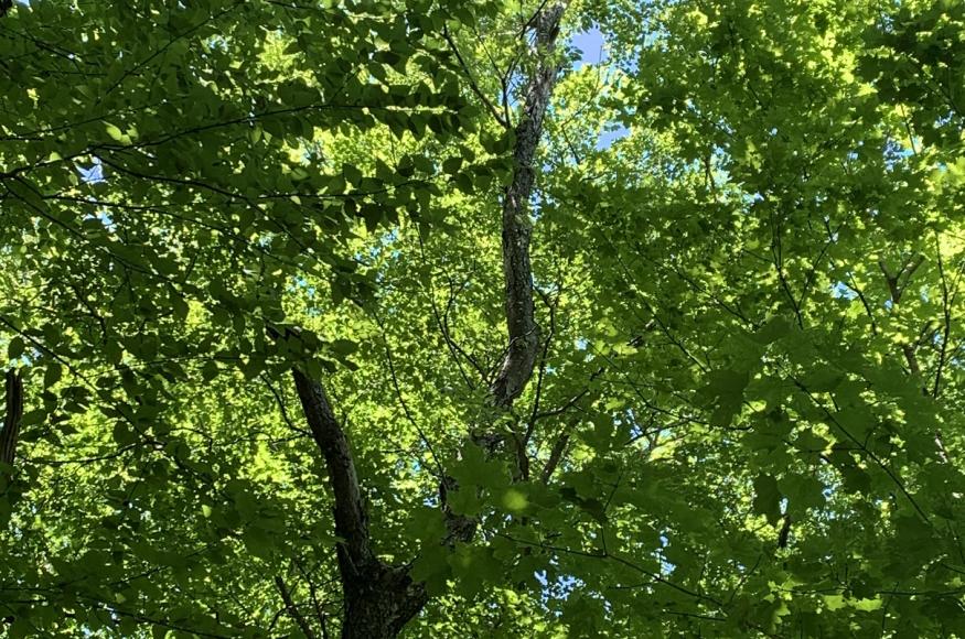 Current Conditions: ice damage to a black cherry tree