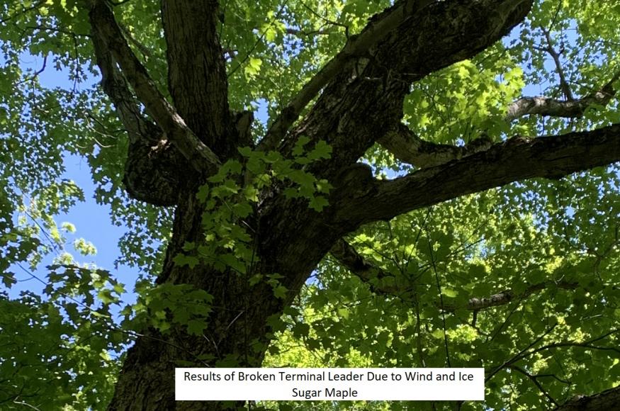 Current Conditions: ice damage to a sugar maple tree