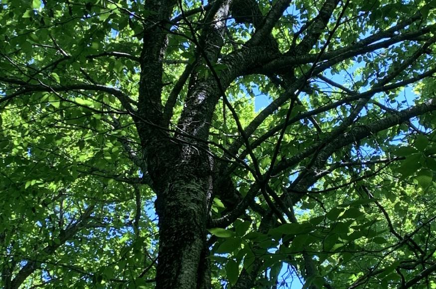 Current Conditions: ice damage to a yellow birch tree