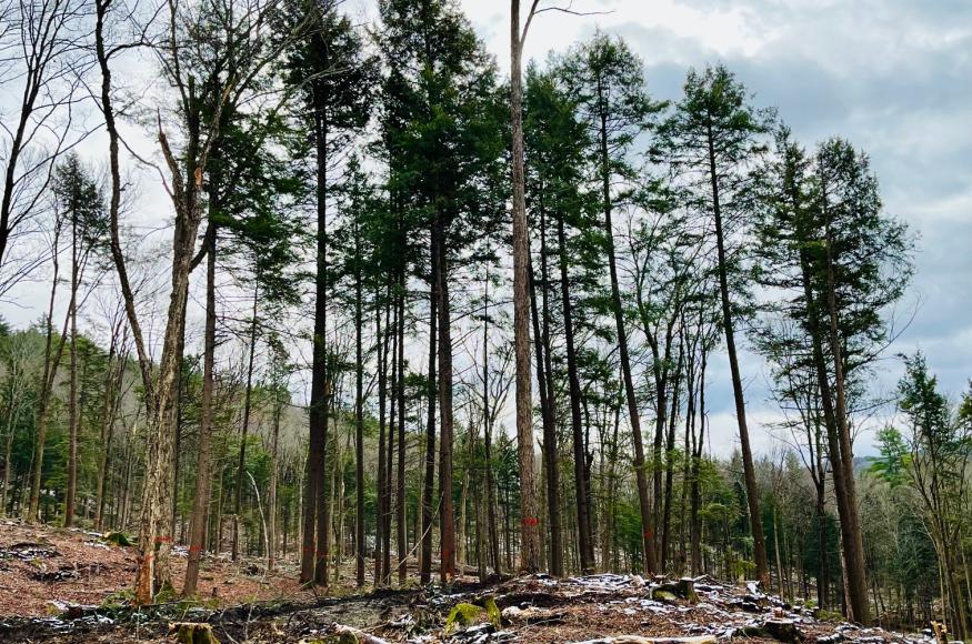 Group of hemlock trees