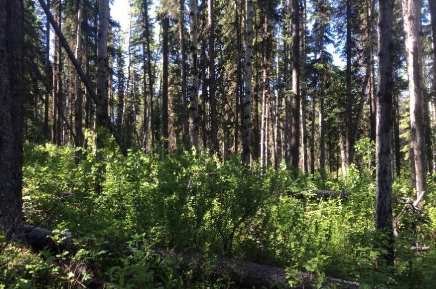 View of dense tree stand in John Prince Research Forest. Photo Credit: Sue Grainger.