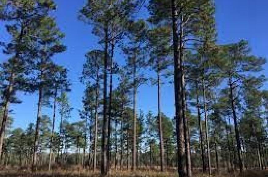 Photo of pine forest