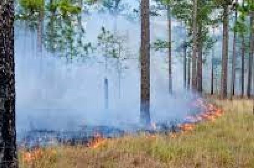 Photo of prescribed burning
