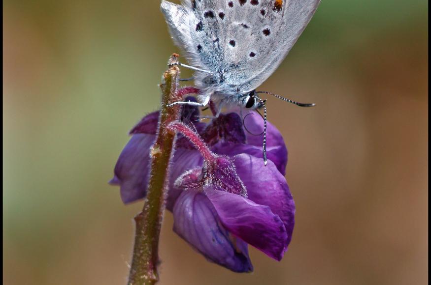 butterfly on flower
