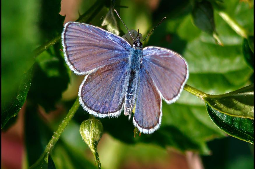 butterfly