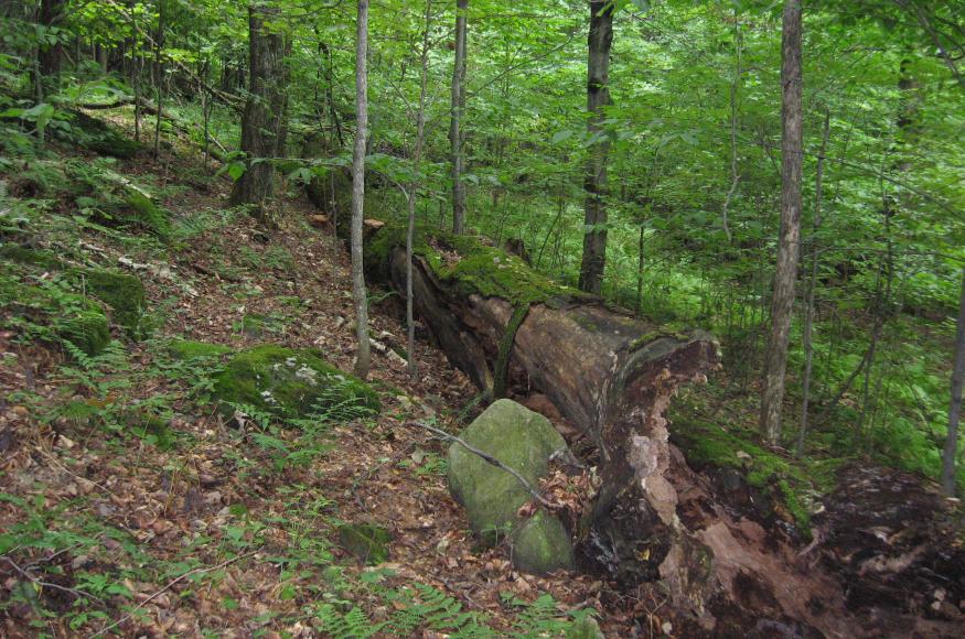 Large coarse woody debris. Photo by Dan Kilborn