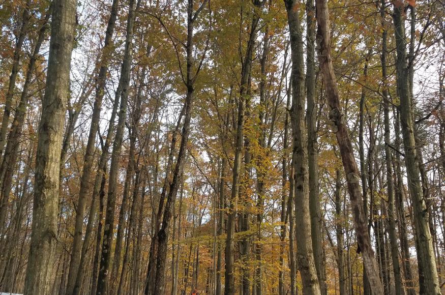 Dry/Mesic Oak Forest stand