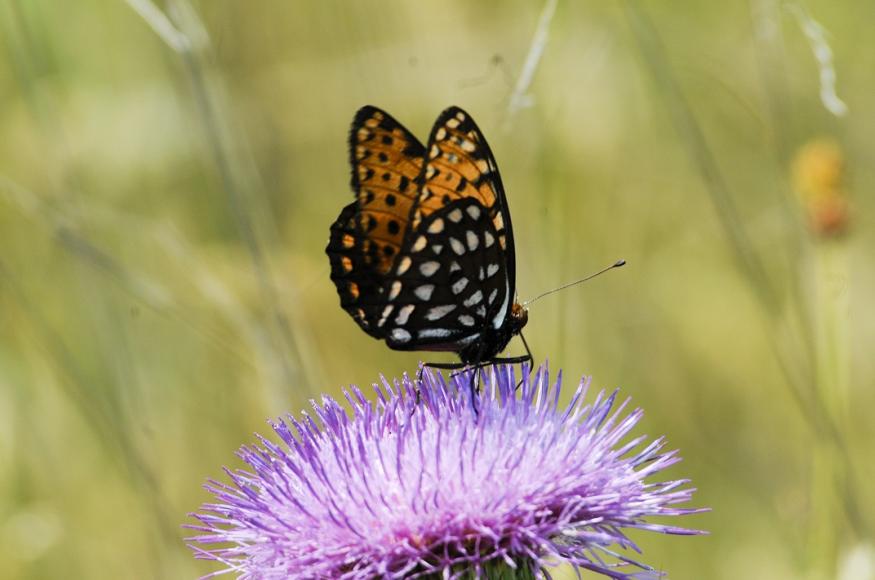 A regal fritillary butterfly perched on a flower