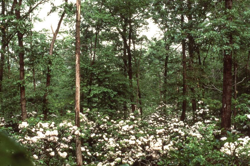 a trail in the woods