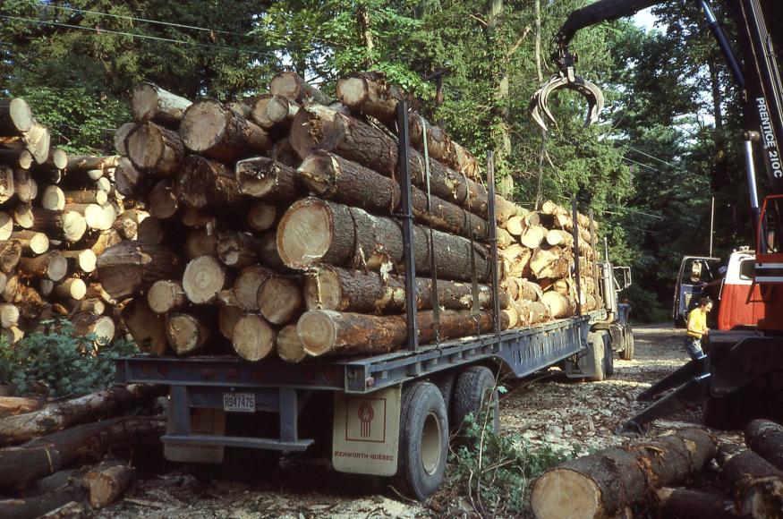 A log truck is loaded with recently cut wood in the forest.