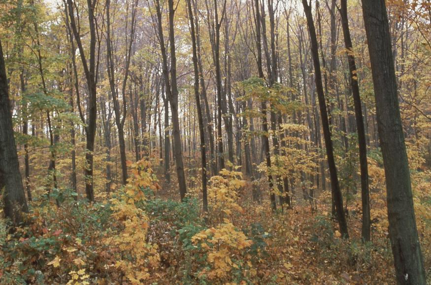 A view from inside of a forest.