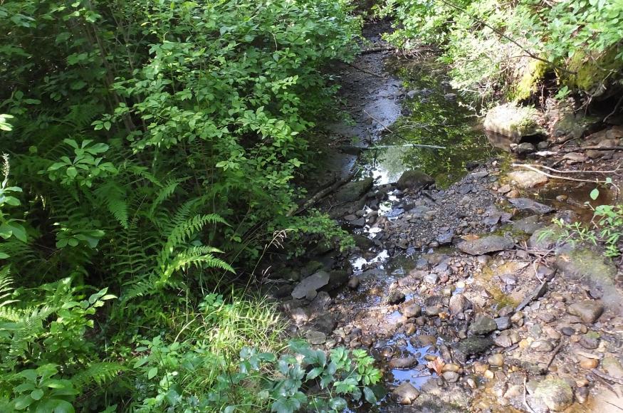 A small creek under relatively dry conditions, surrounded by invasive species