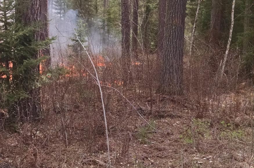 A previous prescribed burn in the TomaInga project area, designed to reduce understory fuels in a mature pine stand. 