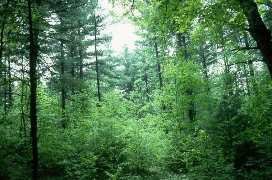 A forest containing trees of various sizes and species.