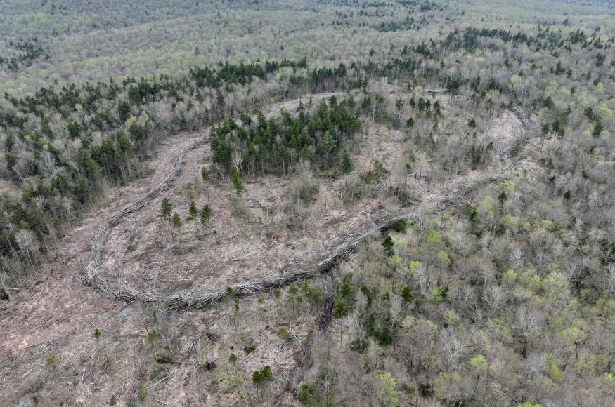 Birds eye view of a forest harvest with a group of spruce trees surrounded by a wall of brush