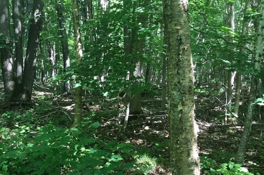 Picture of a shady, dense maple-basswood forest