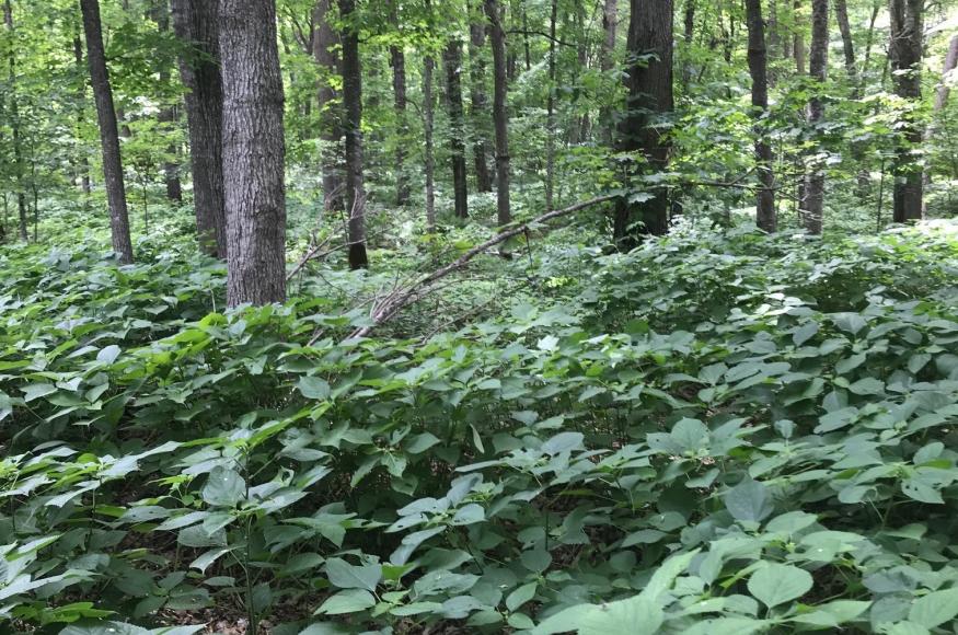 Picture of understory within maple-basswood forest