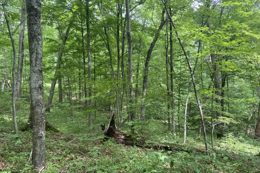 Oak dominated stand in Ohio Hills. Photo Credit: Courtney Peterson, Colorado State University