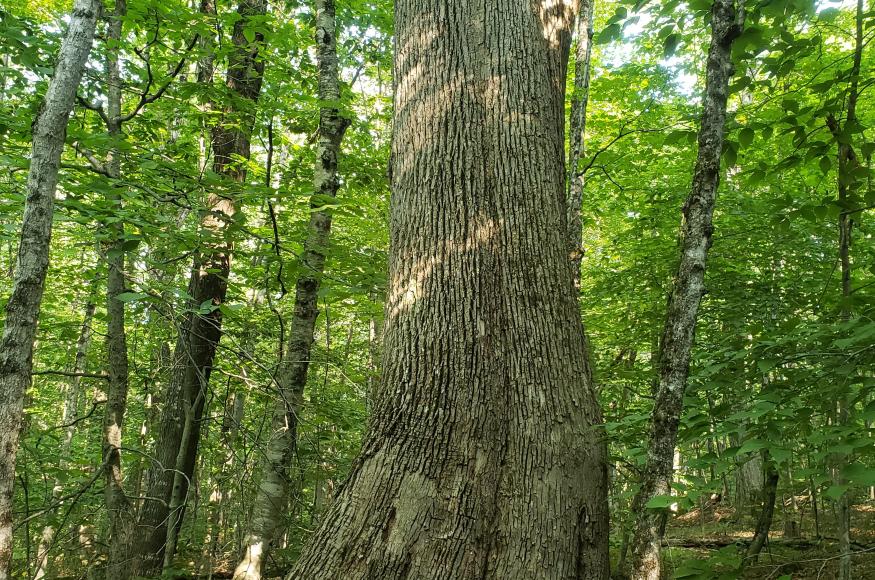 One of many legacy trees found on the Peirce Reservation 'Forever Wild' area.