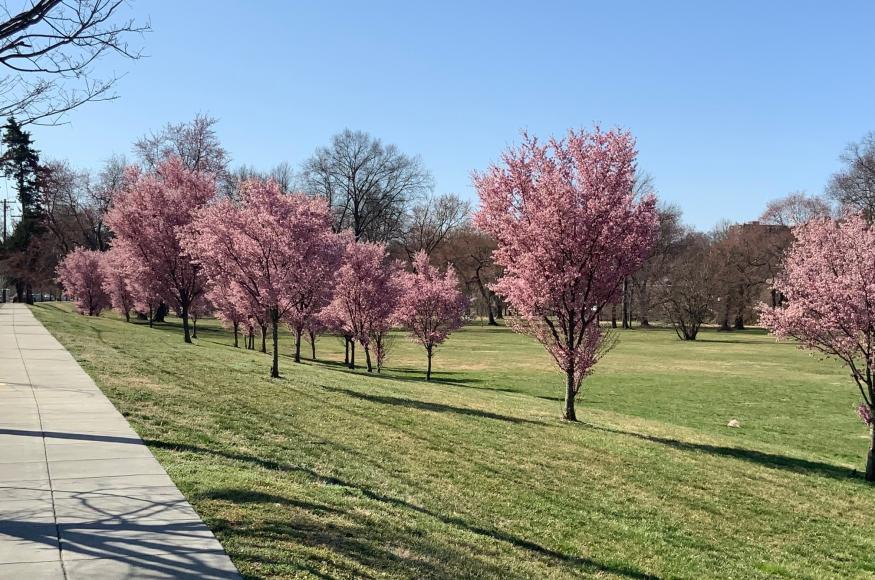 Cherry Blossoms in Oxon Run Park.
