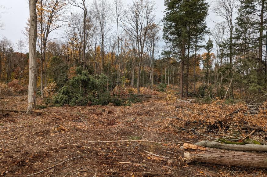 Completed seed tree harvest in northern hardwoods Stand F5. 