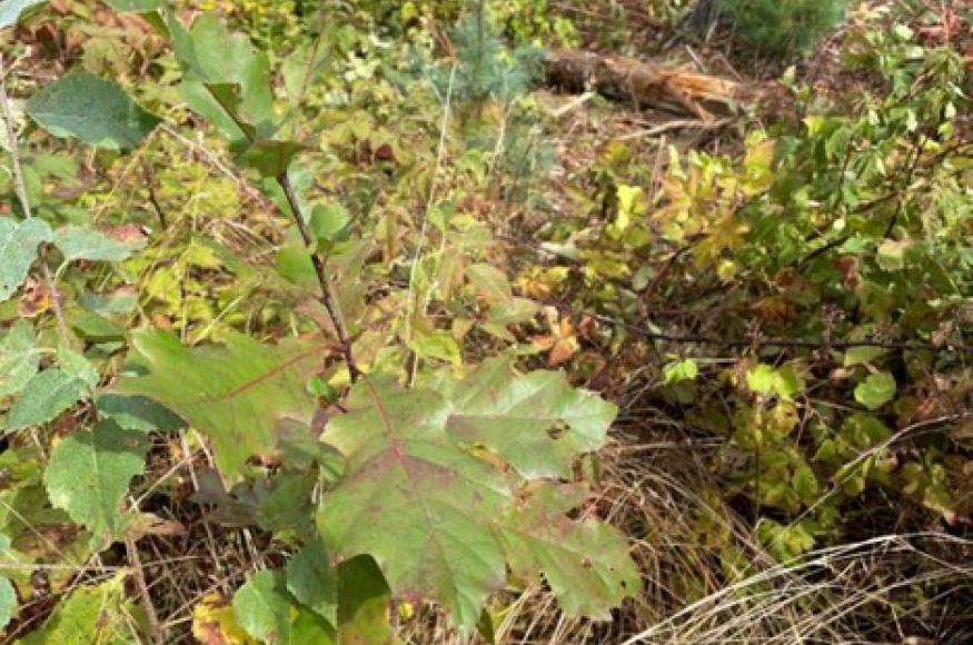 Tree seedlings