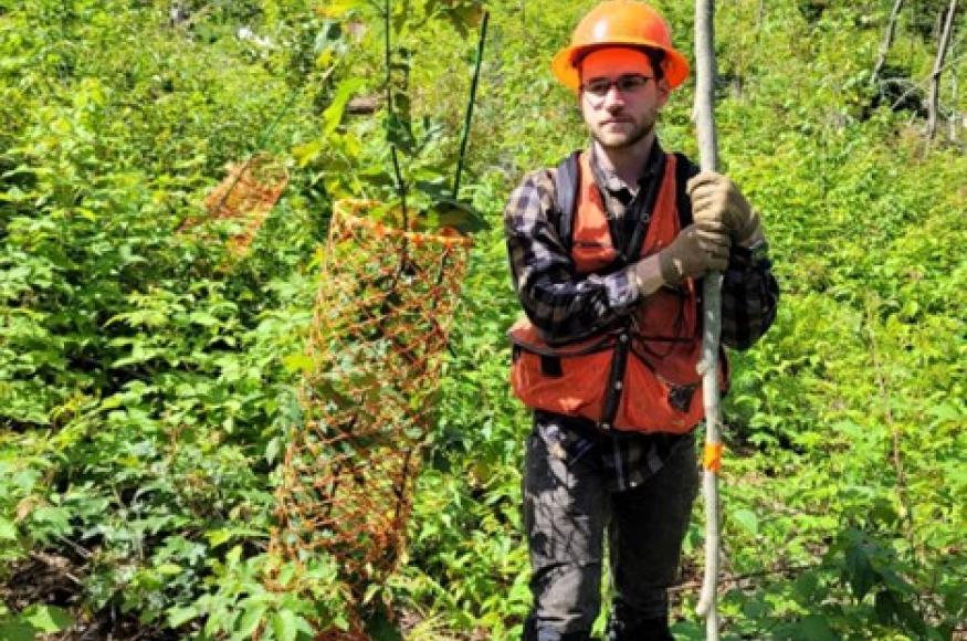 A six foot oak seedling