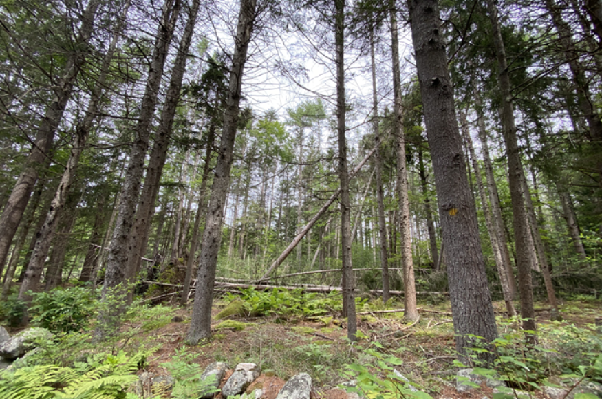 Mixed Norway spruce and white pine plantation.