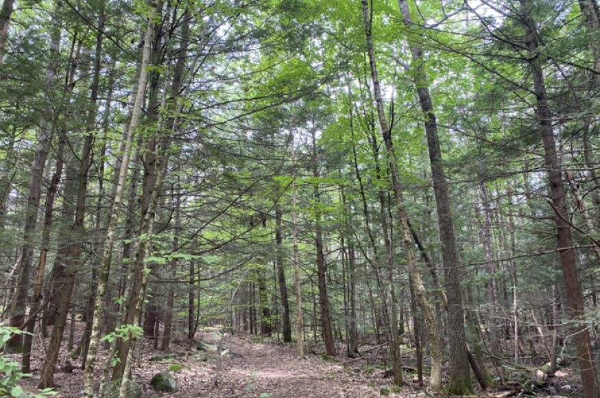 White pine-hemlock-red oak forest stand