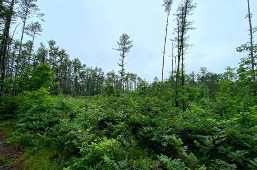 Open forest stand regeneration after a timber harvest in similar forest type in winter 2017.