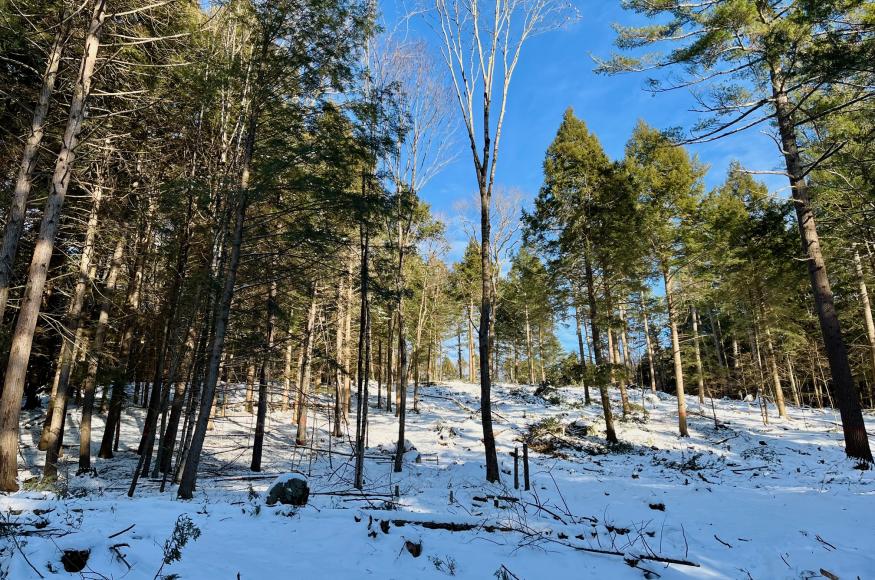 A pine-hemlock forest stand after a timber harvest