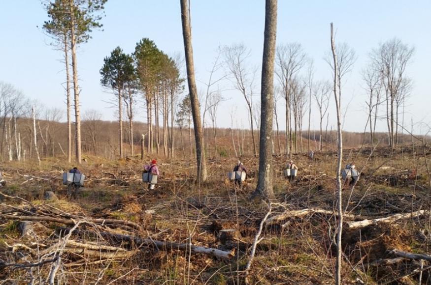 A planting crew planted 435,000 tree seedlings for this project. 