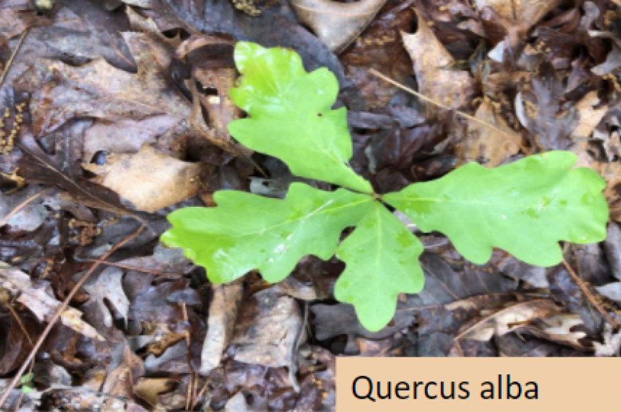 Picture of young quercus alba seedling