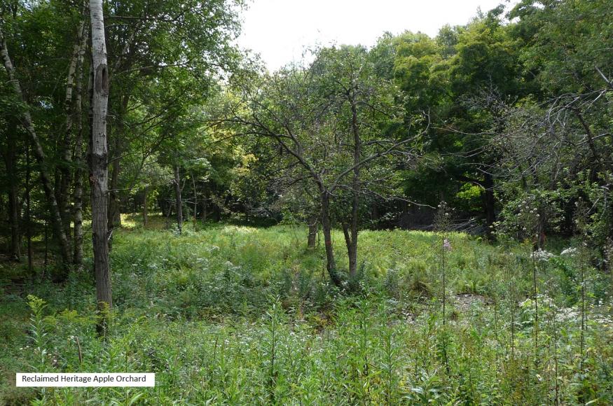 Desired Future Condition: reclaimed apple orchard