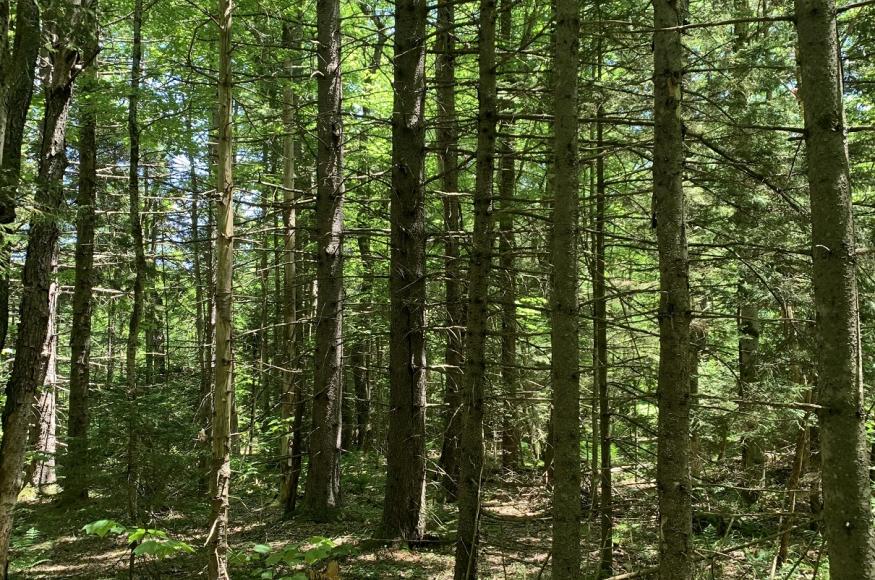 Current Conditions: a representative spruce-fir stand