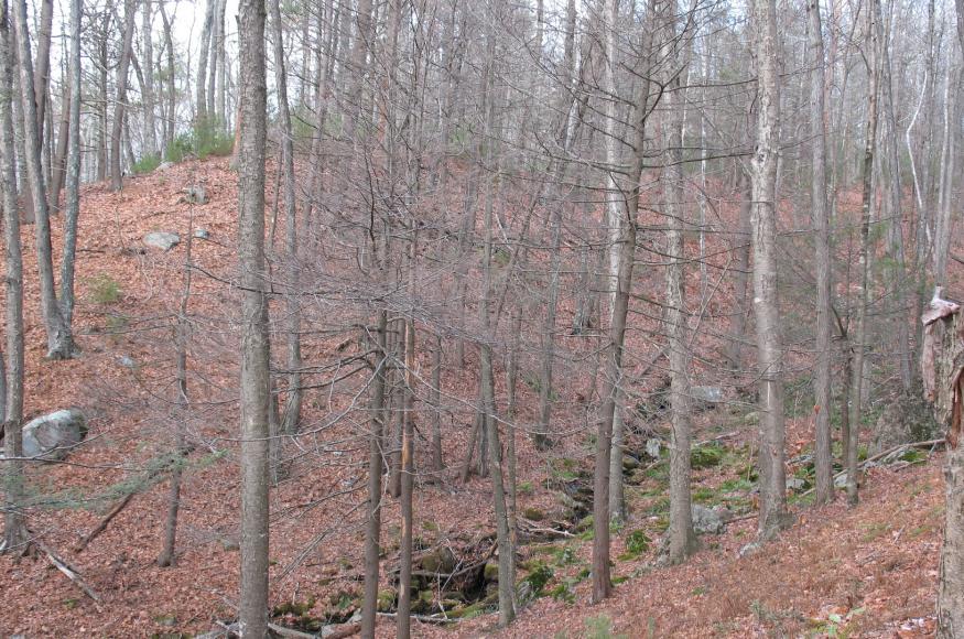 A forest understory with several small dead hemlock trees.