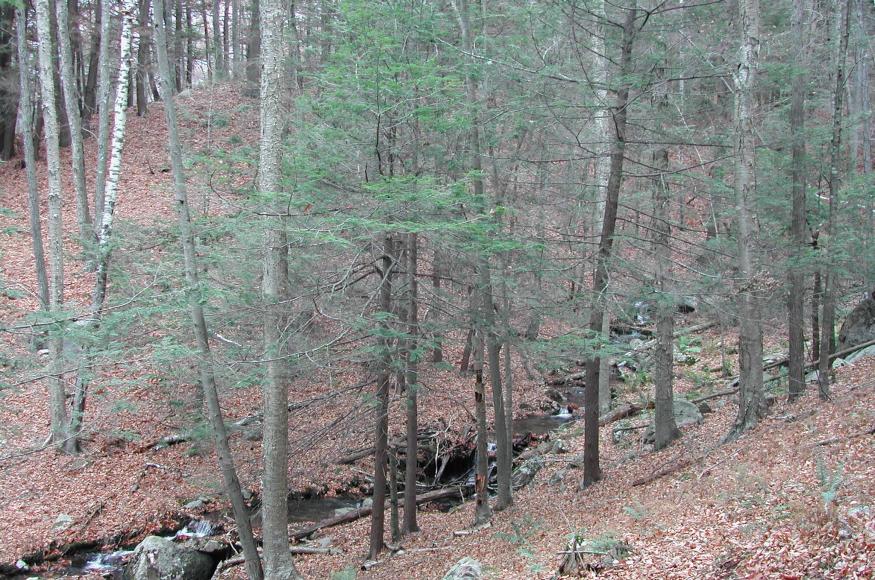 A forest understory with several small live hemlock trees.