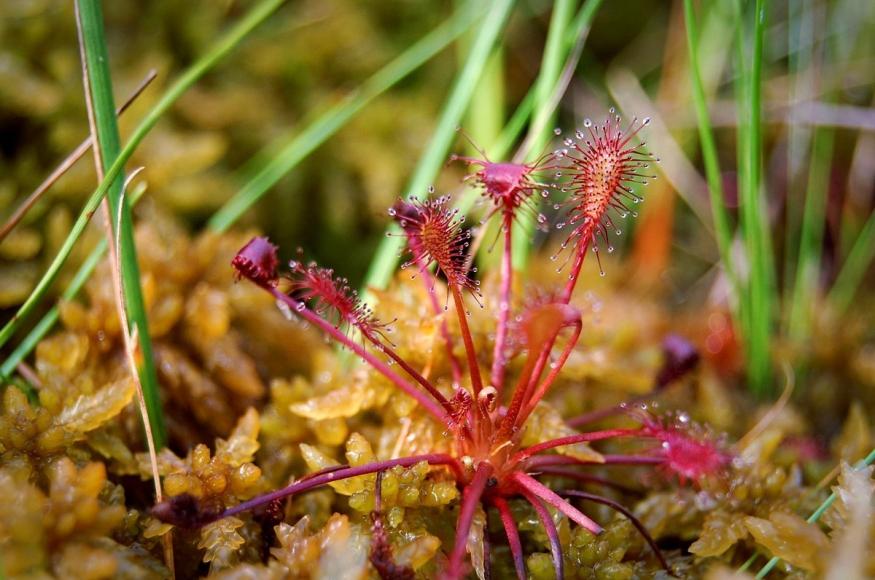 Closeup of sundews at Saul Lake Bog