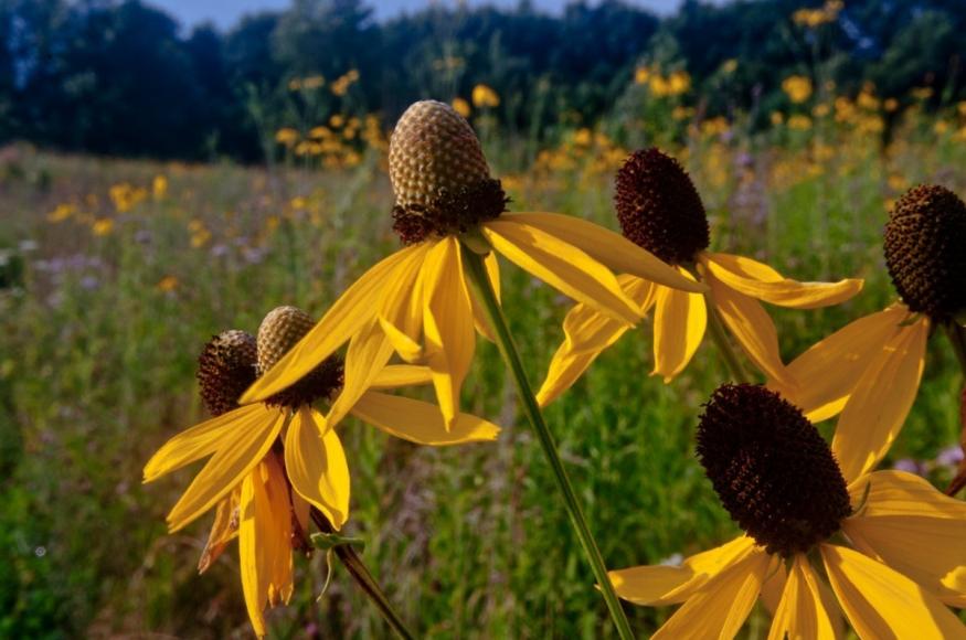 Closeup of wildflowers at Saul Lake Bog