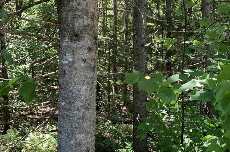 Current Conditions: hardwood regeneration in the understory of a spruce-fir stand