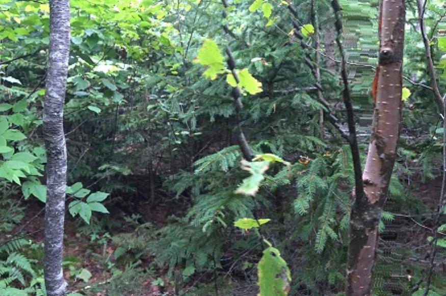 Desired Future Condition: dense spruce-fire regeneration with minimal hardwood competition