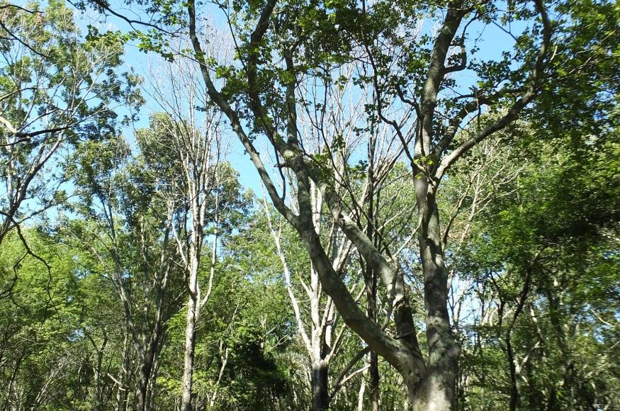 A hardwood forest with several trees with dead canopies