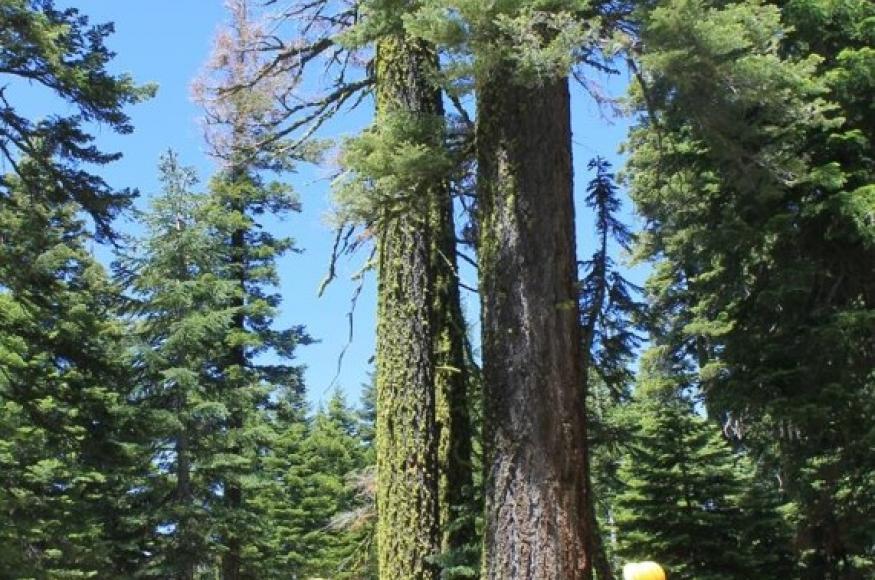 Two staff examining a tree