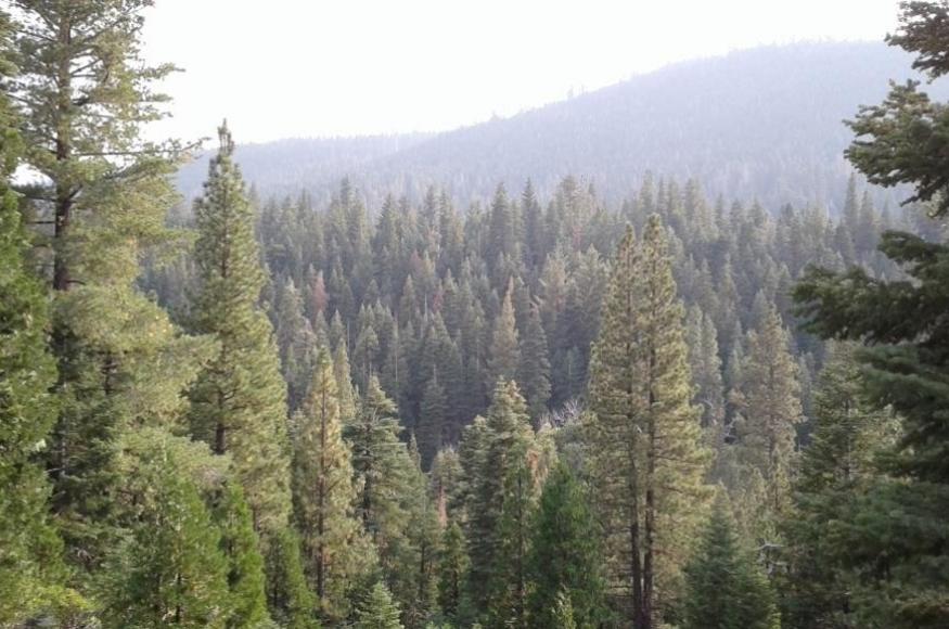 Overlook of Tahoe National Forest