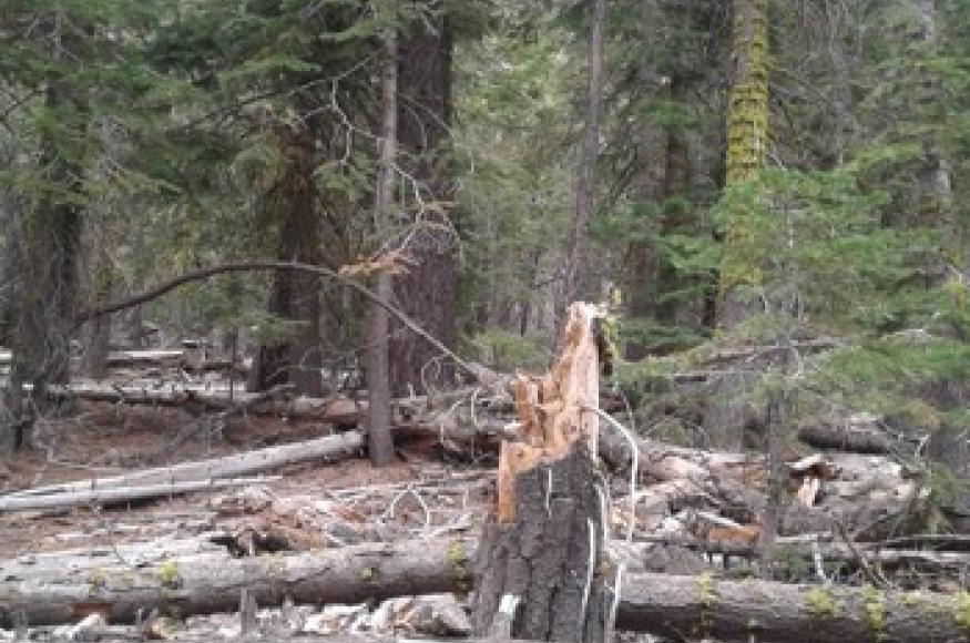 Heavy surface fuels in the Blatchley project area